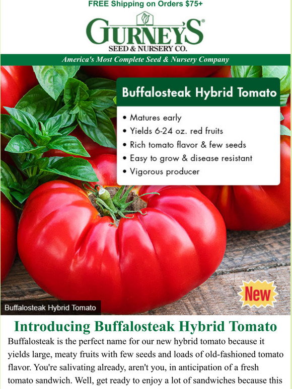 Seed & Nursery: Buffalo + Steak + Tomato Big, Meaty Tomatoes