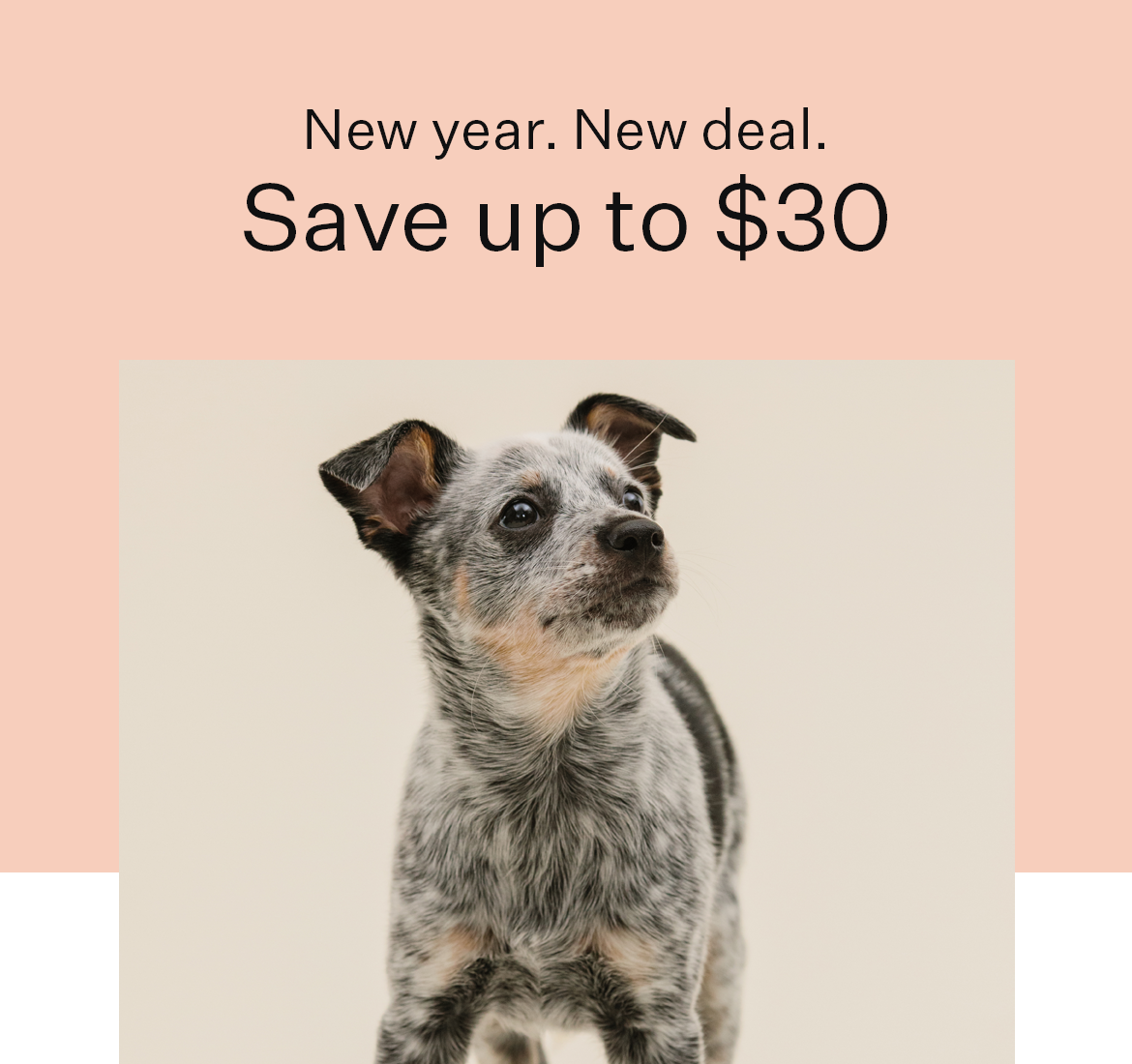 mars veterinary wisdom panel