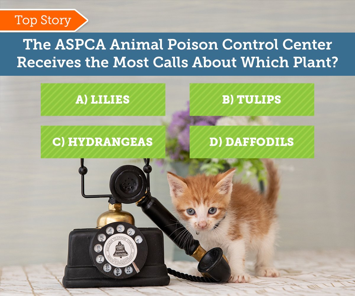 Aspca The Most Toxic Plants Pet Safety Alert Milled
