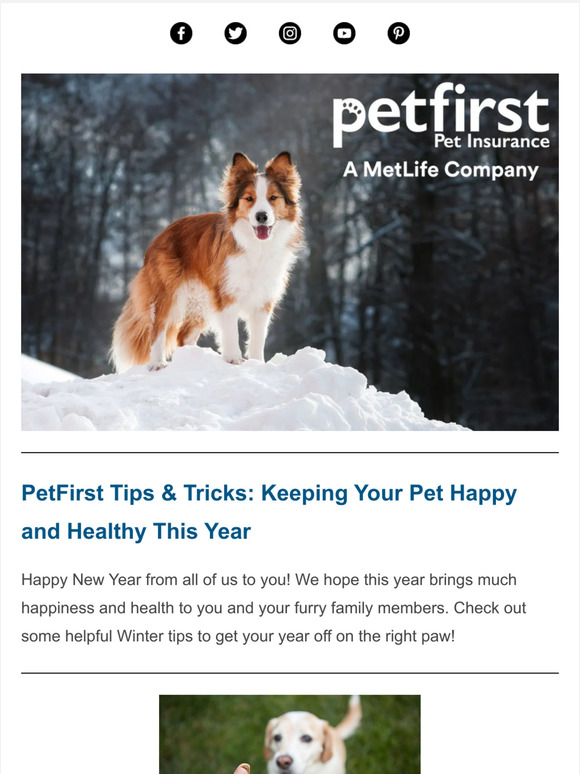 Tips and Tricks from Your Friends at PetFirst