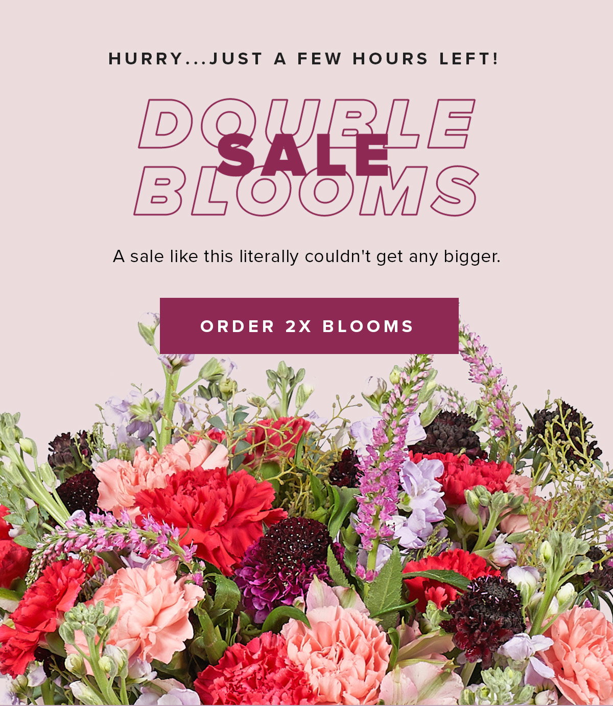 Double Blooms Sale - Hurry... Just a Few Hours Left!
