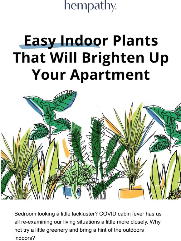 Easy Indoor Plants That Will Brighten Up Your Apartment