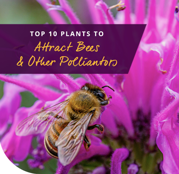 Gardening Direct Top 10 Plants For Attracting Bees And Other Pollinators Milled