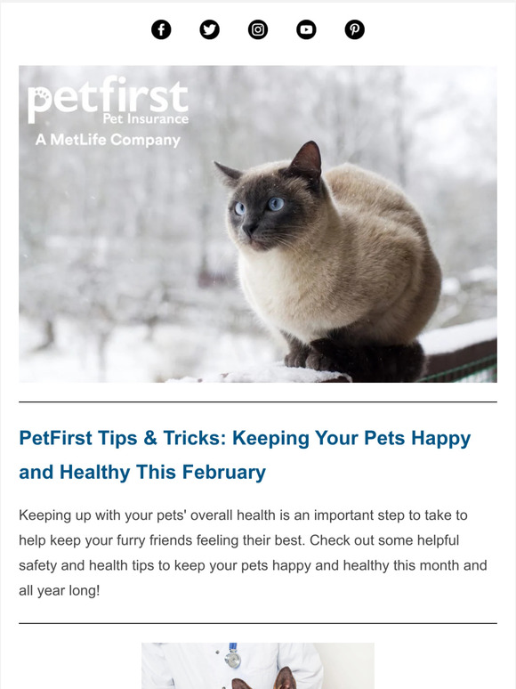 Tips and Tricks from Your Friends at PetFirst