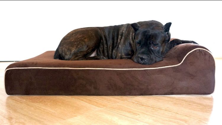 bully beds