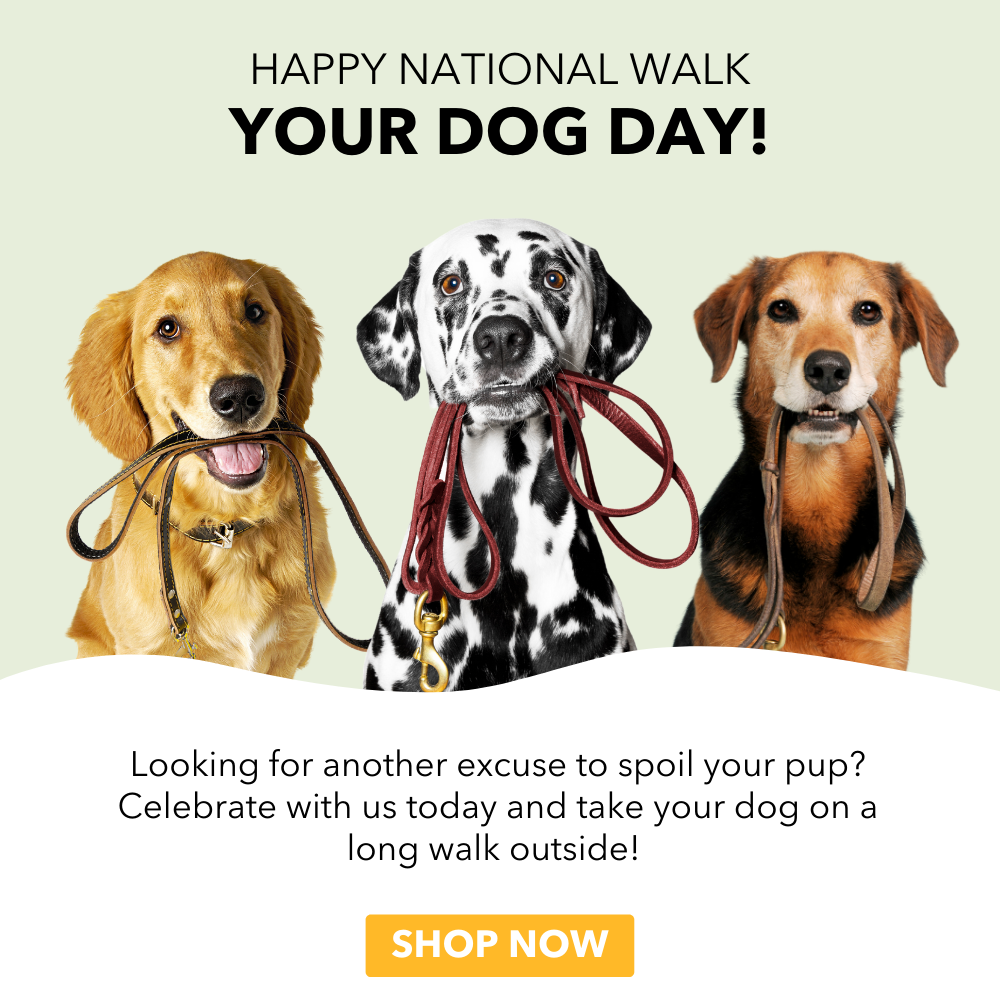 National Dog Day 2021: Benefits of having a dog