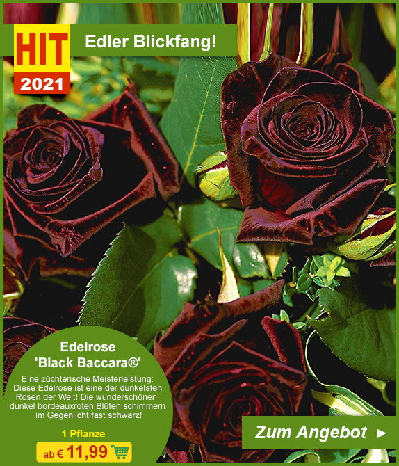 Edler Blickfang: Edelrose 'Black Baccara®'