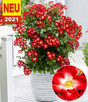Rose 'Everglow Ruby'