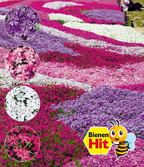 Phlox-Mix 'Flowers of the Sea'