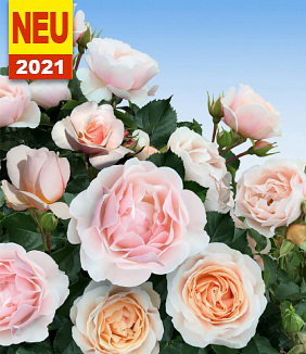 Parfum-Rose 'Jardin des Tuileries®'