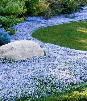 Isotoma 'Blue Foot®'