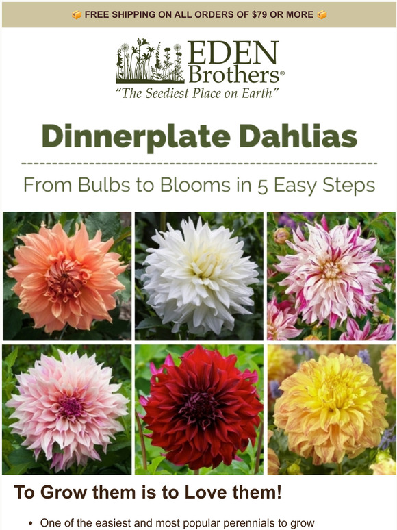 Eden Brothers Seed Company Serving Updinnerplate Dahlias Milled