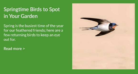 Springtime Birds To Spot In your Garden
