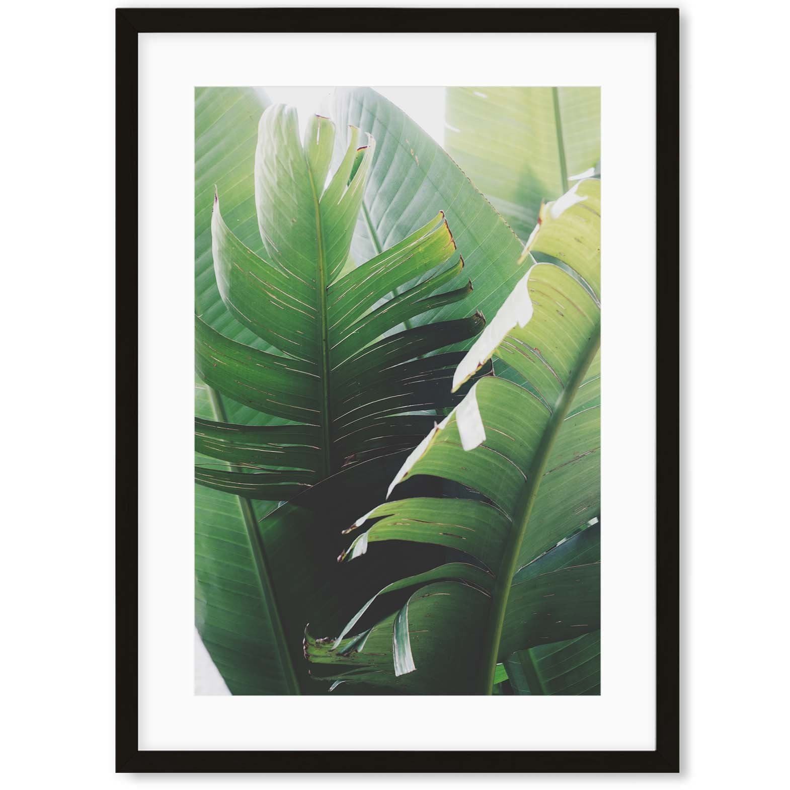Image of Large Tropical Leaves Art Print