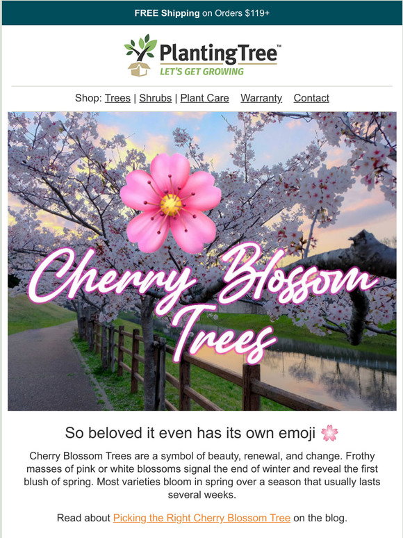 Plantingtree Com Cherry Blossom Trees Milled