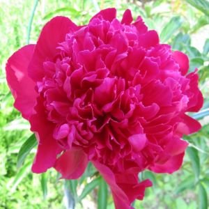 Pioenroos Rood/roze - Paeonia