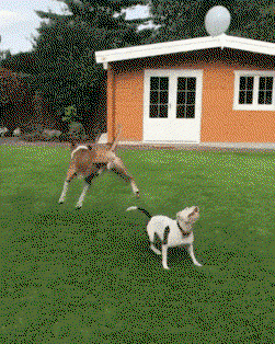 two dogs playing a game