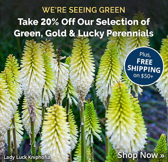 Paddy's Day Sale: 20% Off Green, Gold & Lucky Plants + Free Shipping on $50+