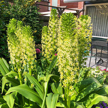 Pole Evansii Pineapple Lily