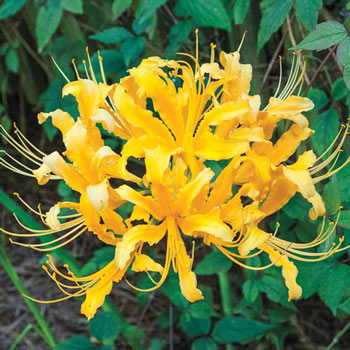 Golden Lycoris