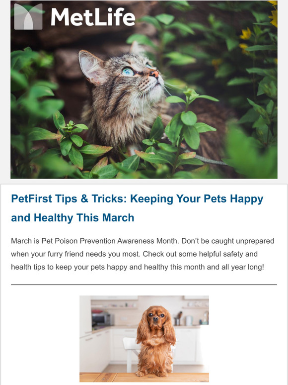 Tips and Tricks from Your Friends at PetFirst Pet Insurance a MetLife Company