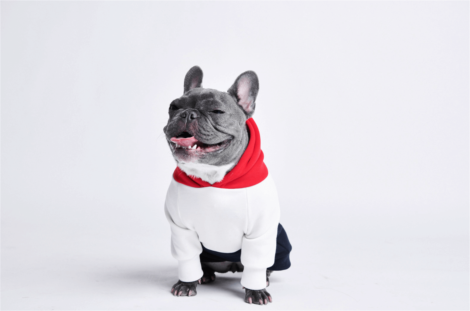 Cyber Punk Dog Hoodie – SPARK PAWS