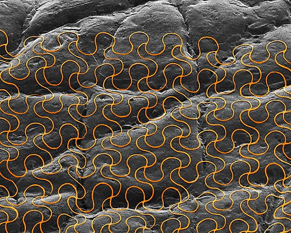 Coloured scanning electron micrograph of an electronic circuit printed onto skin