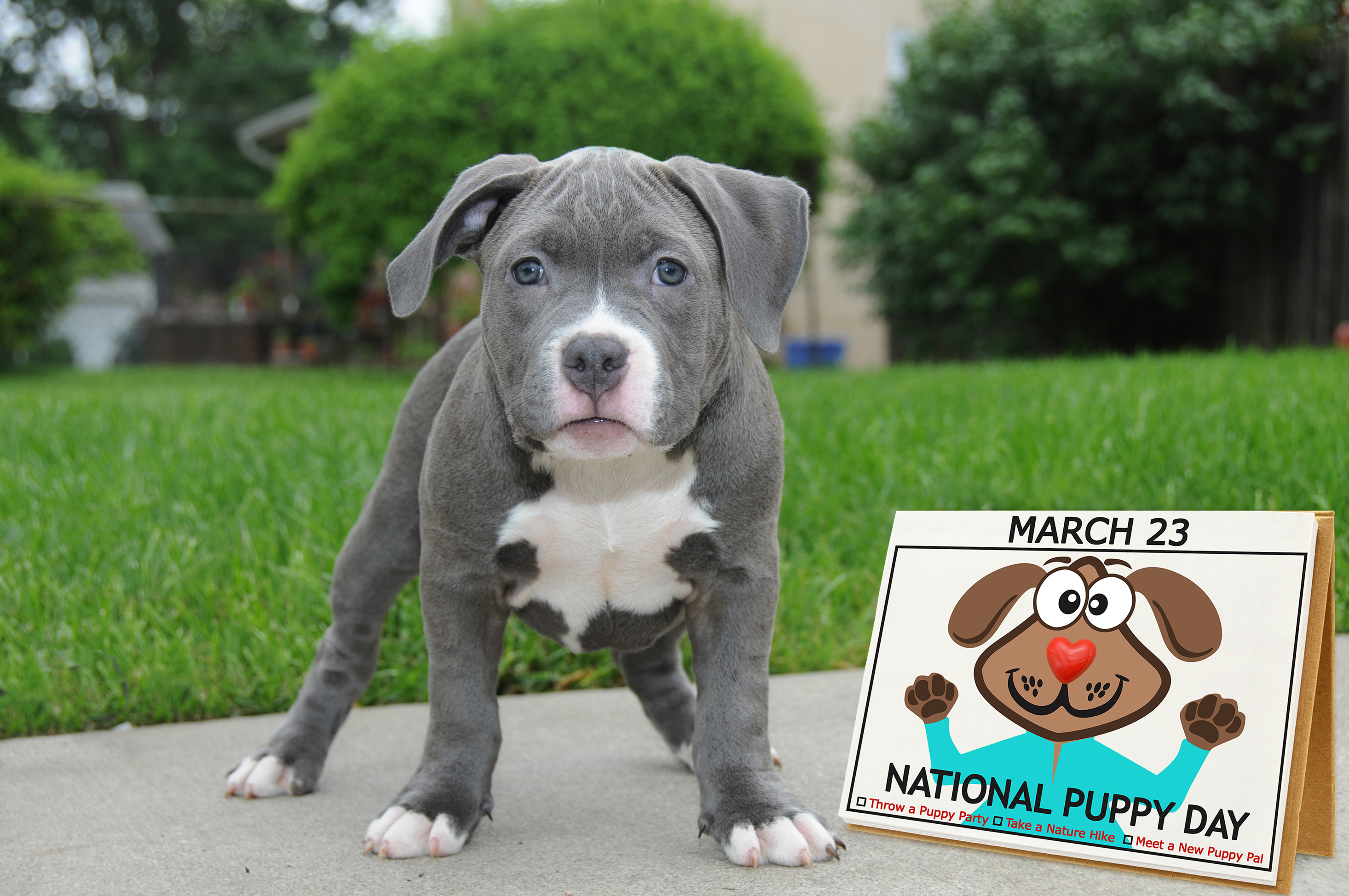 Royal Pure National Puppy Day Adoptable Pups 40 Off Every Product Bundle Milled