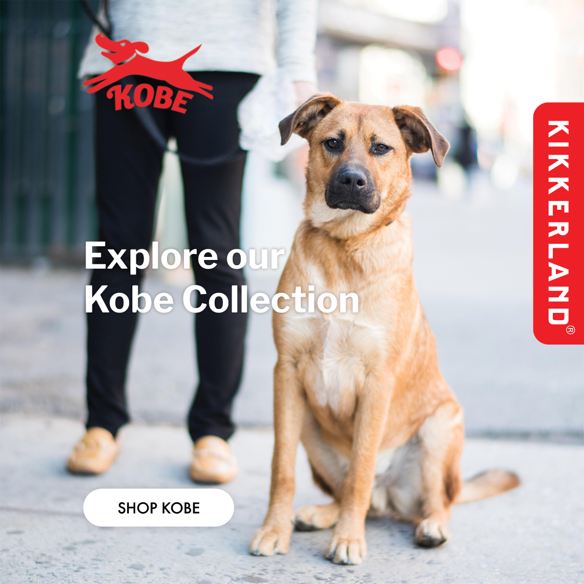 Cool dog outlet accessories