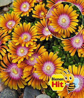 Delosperma 'Fire Spinner®'