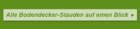 Alle Bodendecker-Stauden auf einen Blick