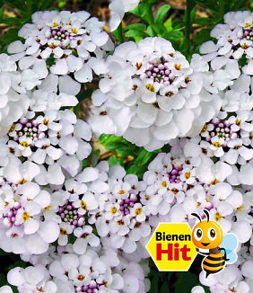Iberis 'Masterpiece®'