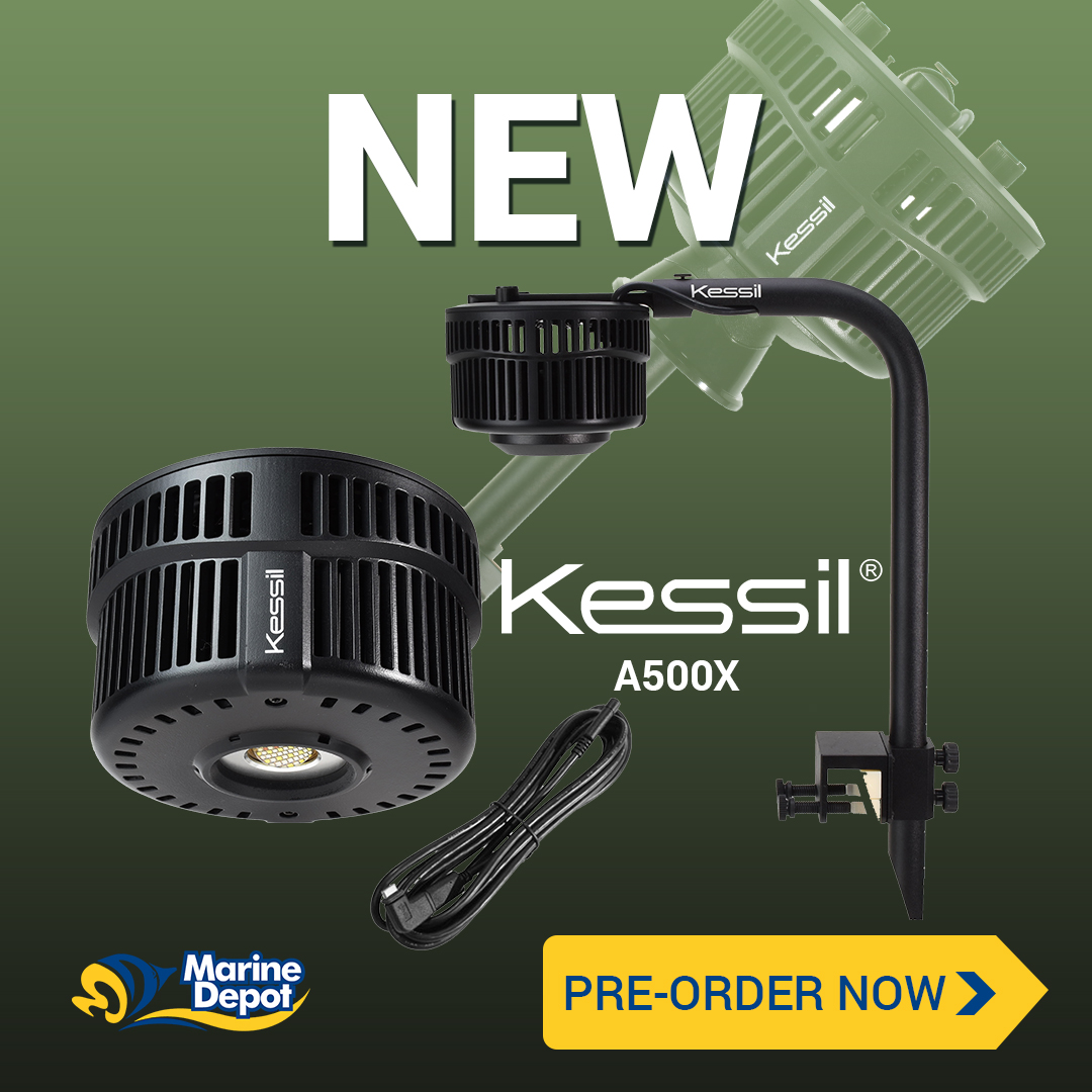 kessil a500x release date