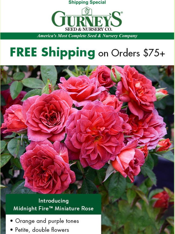 Guernys Roses Gurney's Seed & Nursery: A new miniature rose with sultry good looks ...