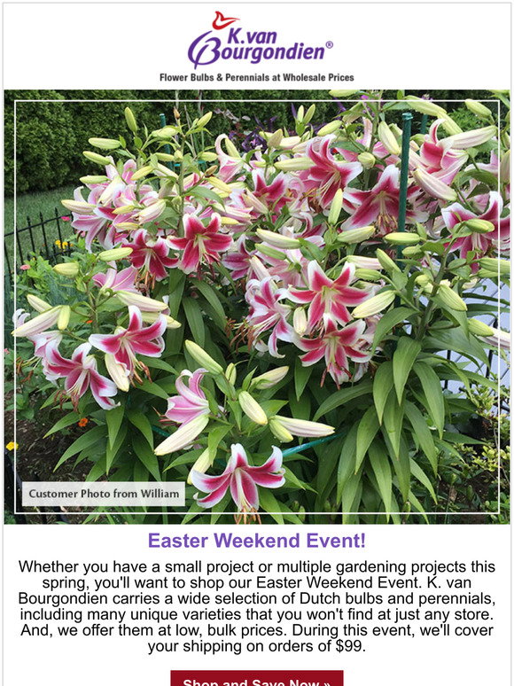 dutchbulbs free shipping