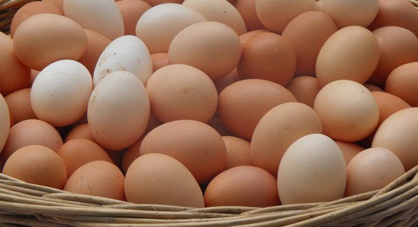 poulailler direct: Boostez la ponte de vos poules  Milled