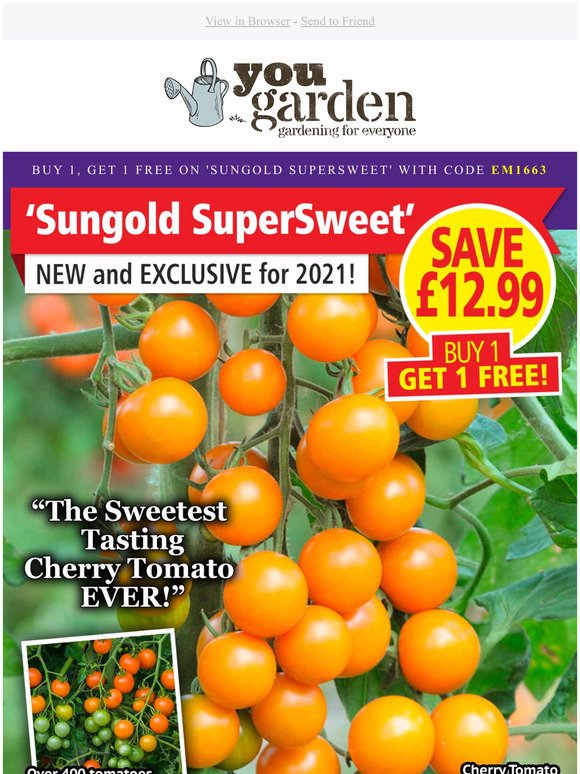 BUY 1, GET 1 FREE : Cherry Tomato 'Sungold SuperSweet' - TODAY!