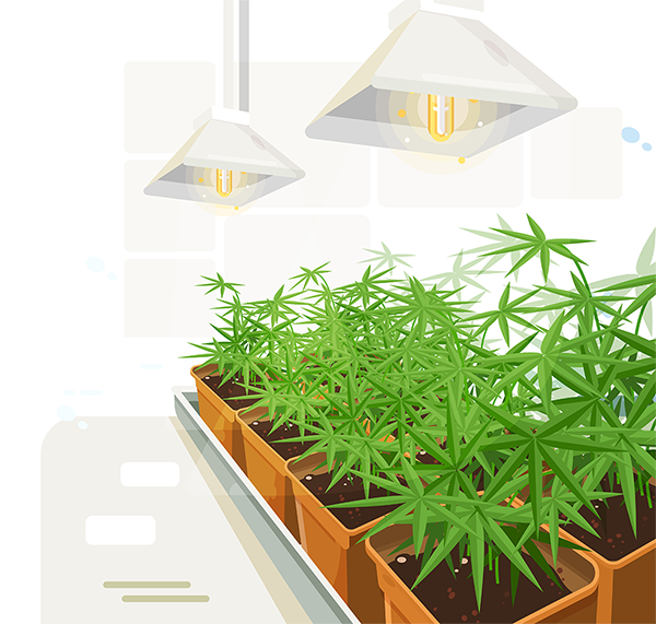 grow room