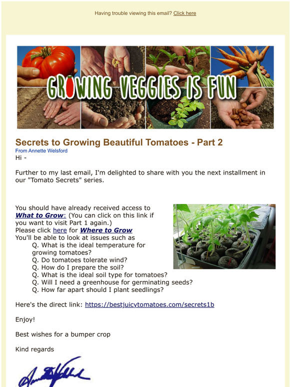 Secrets to Growing Beautiful Tomatoes Part 2 -