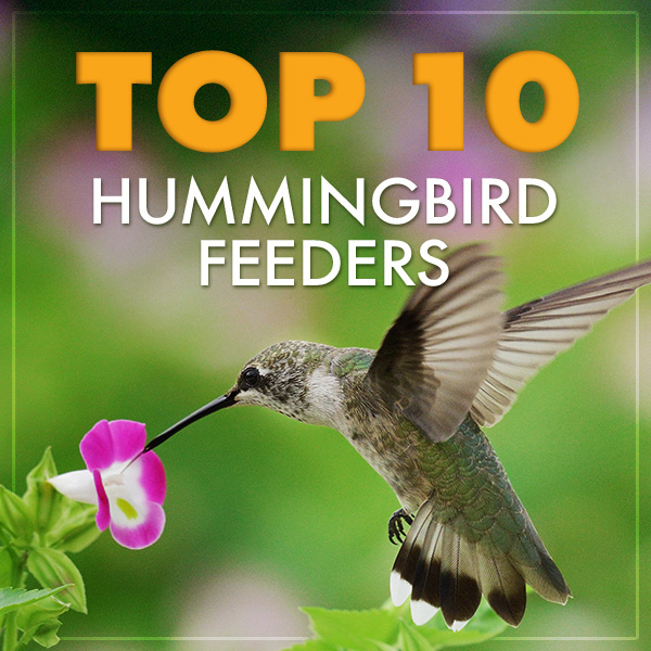 Duncraft Wild Bird Superstore: Our Top 10 Hummingbird Feeders! | Milled