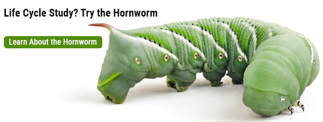 Learn About the Hornworm