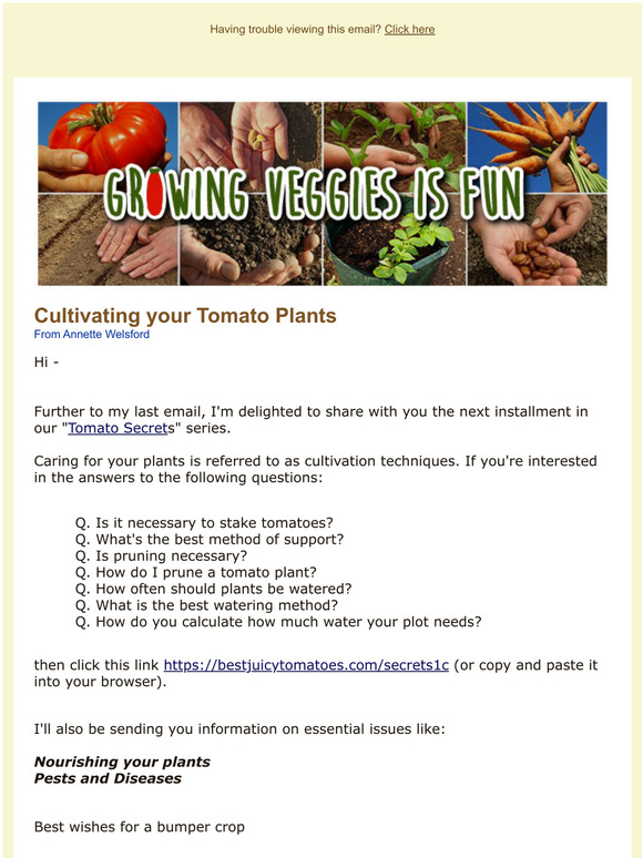The secrets to cultivating your tomato plants -