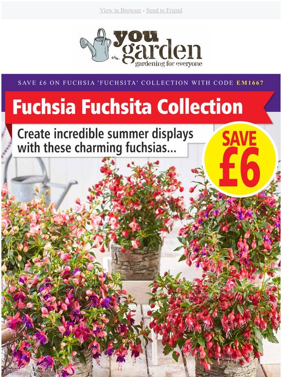 SAVE 6 : Fuchsia 'Fuchsita' Collection - TODAY!