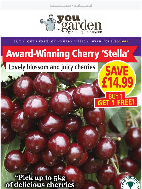 BUY ONE, GET ONE FREE : Cherry 'Stella' TODAY!