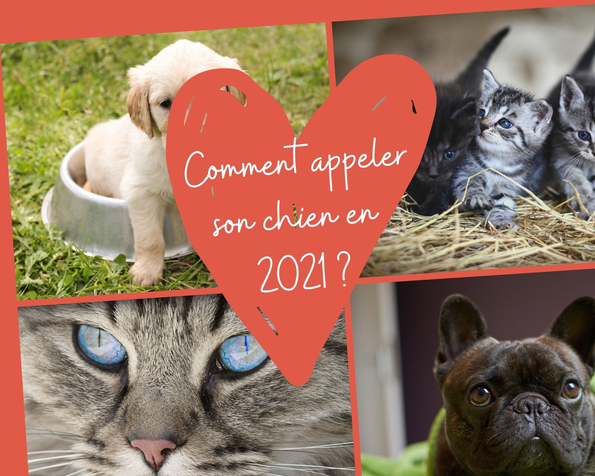 Biofan: Comment appeler son chien en 2021 ?  Milled
