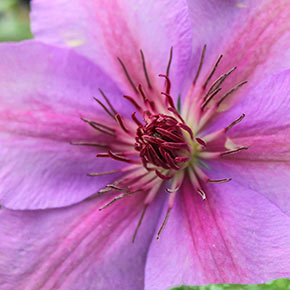 Clematis Success Candy