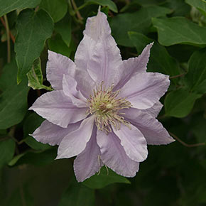 Clematis Filigree