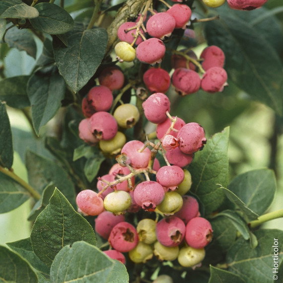 Myrtillier ou Vaccinium corymbosum PINK LEMONADE ®