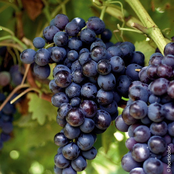 Vigne de table Muscat de Hambourg