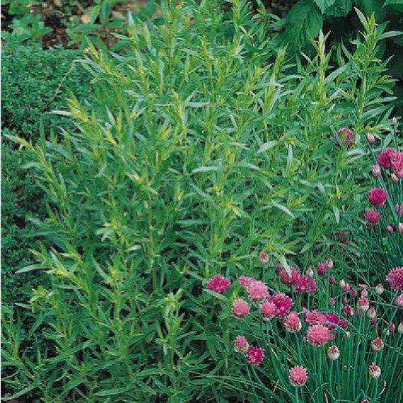 Plant d'Estragon Français